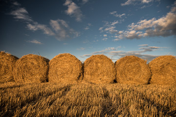 Haystacks on the field. Agricultural landscape
Rolls of haystacks on the field. Summer farm scenery with haystack on the Background of beautiful sunset. Agriculture Concept. 