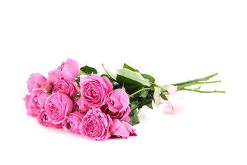Beautiful pink roses isolated on a white