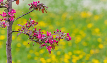 a branch of a blossoming apple tree