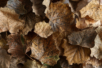 Dry leafs background, close up