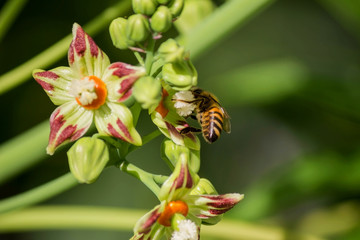 Bee Honeybee At Work Gathering Nectar pollinating in the green spring
