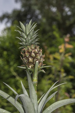 Mini Pineaapple