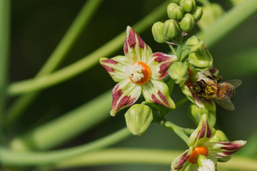 Fototapeta premium Bee Honeybee At Work Gathering Nectar pollinating in the green spring