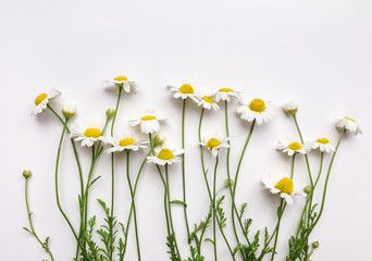Pattern with chamomile flowers on white background