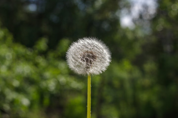 Fototapeta premium A dandelion flower on a green background.