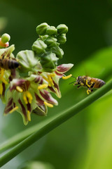 Bee Honeybee At Work Gathering Nectar pollinating in the green spring