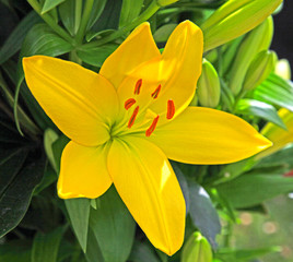 Obraz premium Yellow lily flower in the garden
