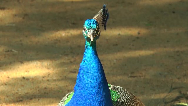 Peacock head rotates in front of the camera. Close-up