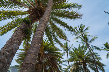 Fototapeta na wymiar Coconut Palms with sky background on Oahu North Shore Hawaii