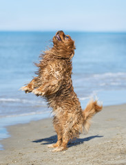 cavalier king charles on beach