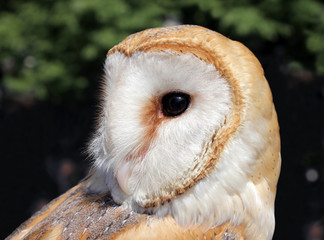 Small Barn Owl