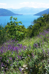 Nature in Boka Bay, Montenegro