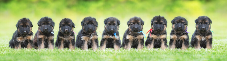 Litter of nine german shepherd puppies sitting in a row