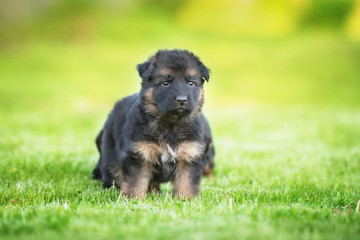 German shepherd puppy in summer