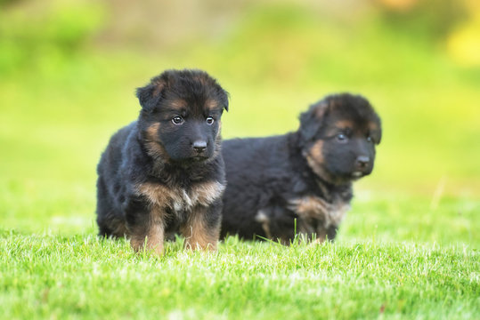 Two german shepherd puppies walking in the yard