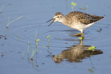 Wood sandpiper wading in shallow water with reflection