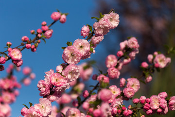Blooming wild plum
