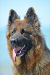 german shepherd on a beach