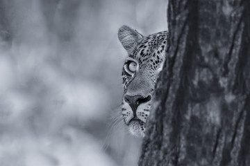 Leopard looking carefully from behind a tree at prey in artistic