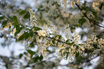 Flowering bird cherry