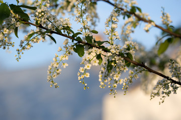 Flowering bird cherry
