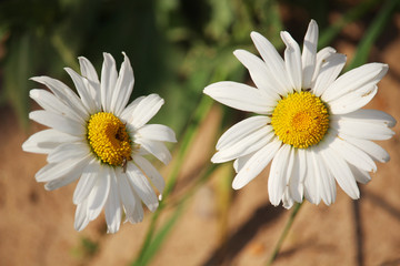 Fototapeta premium Two daisies in summer season