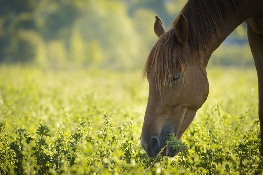 Brown horse in meadow