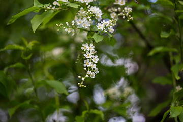 Flowering bird cherry