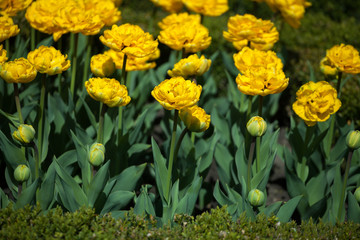 Tulips in the park