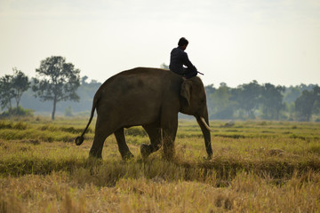 Young elephant and Man on sunrise in the field