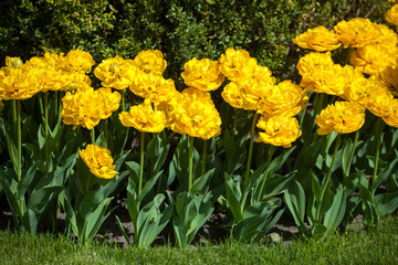 Tulips in the park