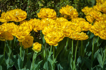 Tulips in the park