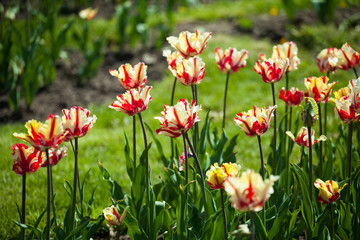 Tulips in the park