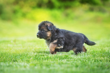German shepherd puppy walking outdoors in summer © Rita Kochmarjova