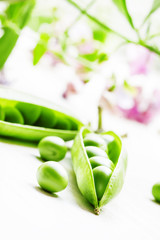 Green peas in pods on a white background, not isolated, macro sh