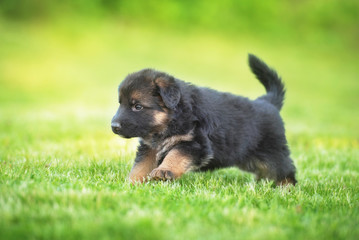 German shepherd puppy running in summer