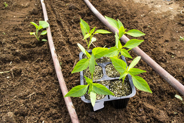 piantine di peperoni