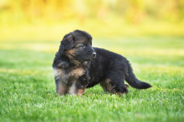 German shepherd puppy walking outdoors