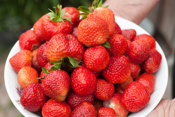 White dishware with strawberries in the hands of women