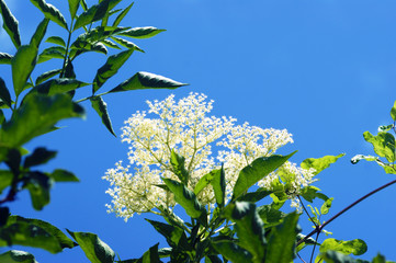 Obraz premium Blooming elder