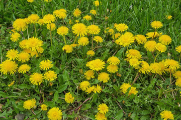 Yellow dandelions on the green field in summer.