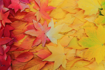 autumn leaves background