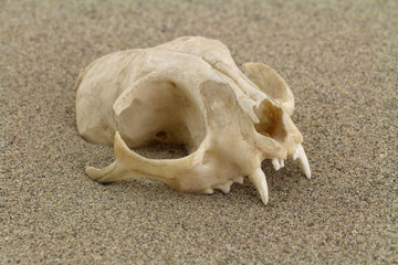 Skull of cat is half-buried in desert sand. Focus on front of skull. 