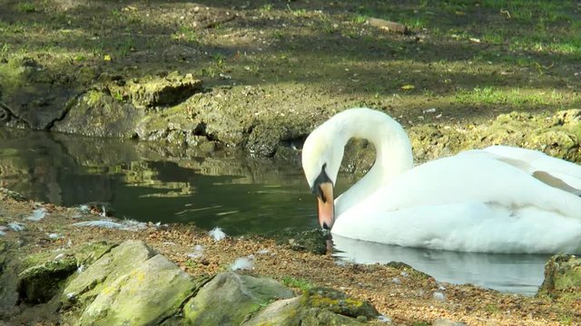 White swan swimming in a stream and looking for food in water