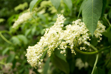 Elderberry Bush