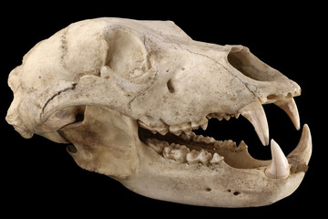 Obraz premium Big brown bear (Ursus arctos) old skull isolated on a black background. Isolation by pen tool. Diagonal view. Focus on full depth.