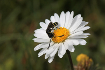 Keulenwespe  an einem Gänseblümchen © Silvia Hahnefeld