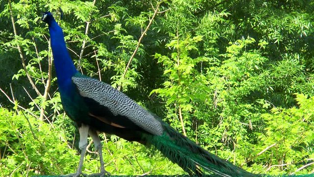 Peacock standing with lowered tail on the background of green trees