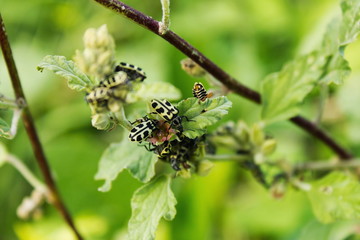 ladybugs on leaf 