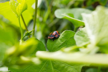 ladybug